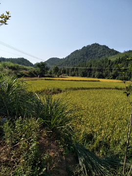 农田农村