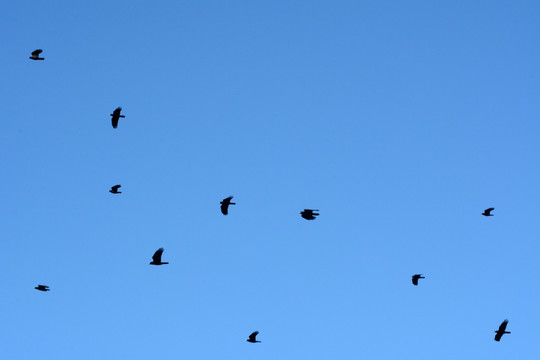 飞舞的乌鸦