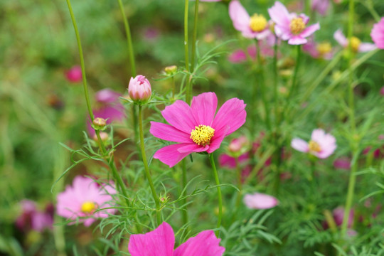 格桑花花卉