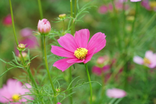 格桑花花卉