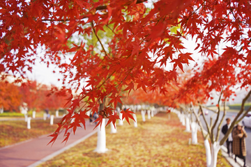 秋天 红叶 鸡爪槭