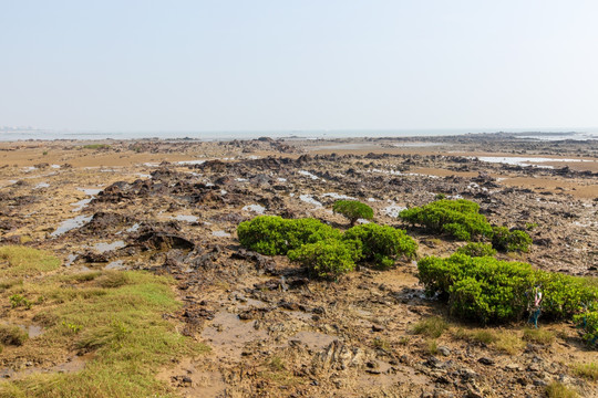 钦州三娘湾国际海豚公园红树林