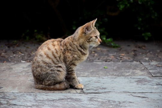 可爱的小猫