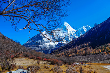 稻城亚丁秋天秋季秋景