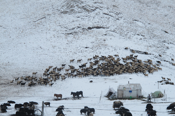 甘南雪中马群羊群摄影图片