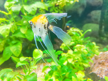 水族造景素材