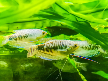 水族造景素材