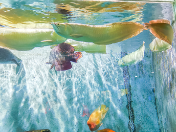 水族造景素材