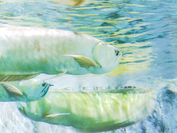 水族造景素材