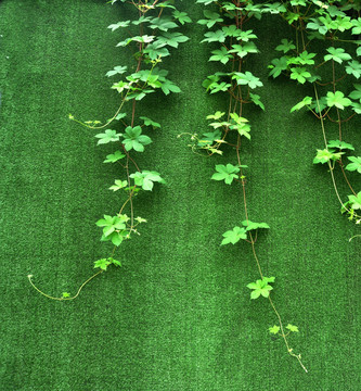 植物墙素材