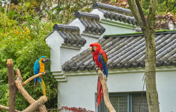 金刚鹦鹉