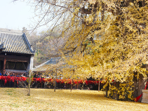 古观音禅寺银杏树