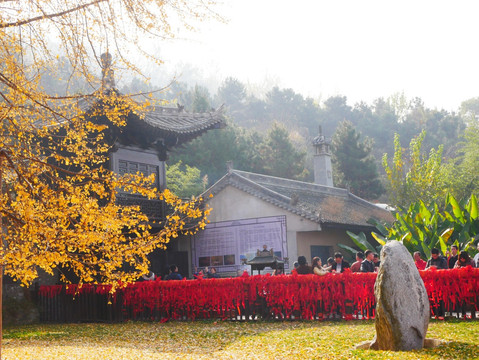 古观音禅寺银杏树