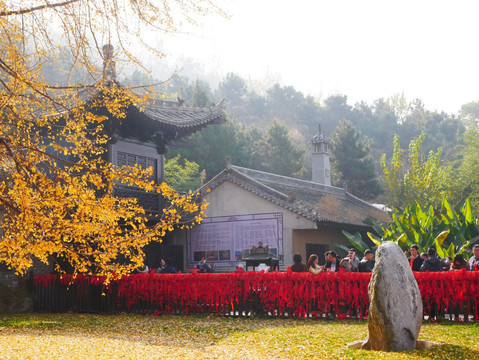 1400年网红银杏树