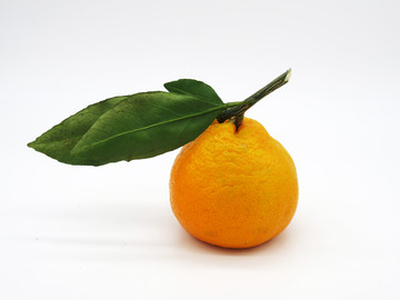 春见橘橙