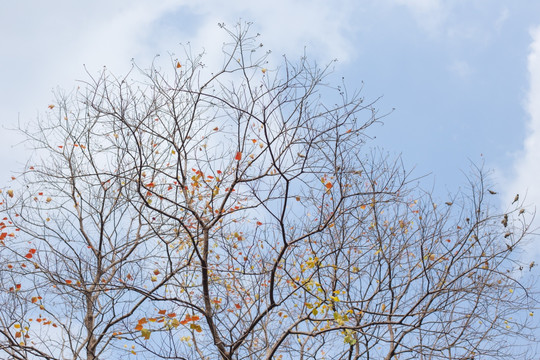 秋天树枝上的鸟