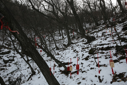 大山初雪