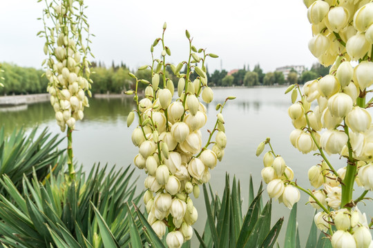 剑麻花