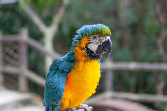 雨林景区里的黄蓝金刚鹦鹉