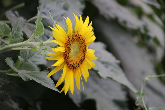 太阳花