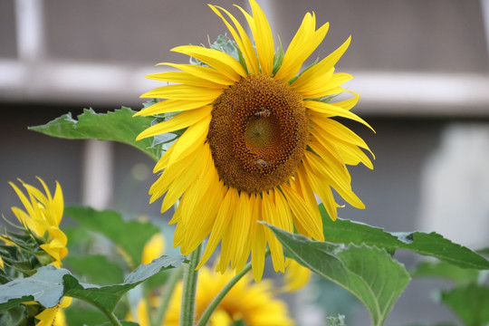 太阳花