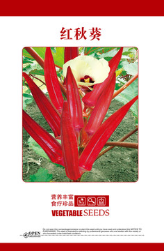 紅秋葵