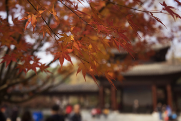 南京栖霞山红叶