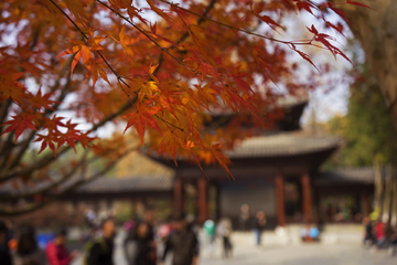 南京栖霞山红叶