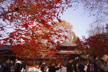 南京栖霞山红叶