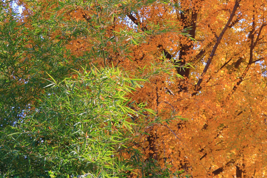 银杏树