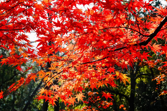 南京栖霞山红叶