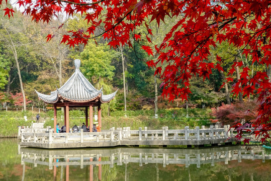 南京栖霞山红叶