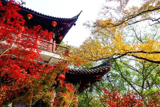 南京栖霞山红叶