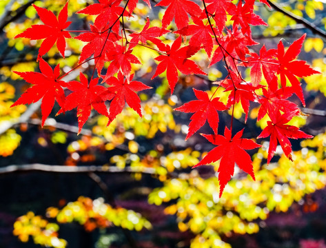 南京栖霞山枫叶红叶