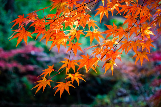 南京栖霞山红叶