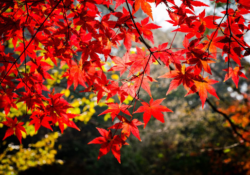 南京栖霞山红叶