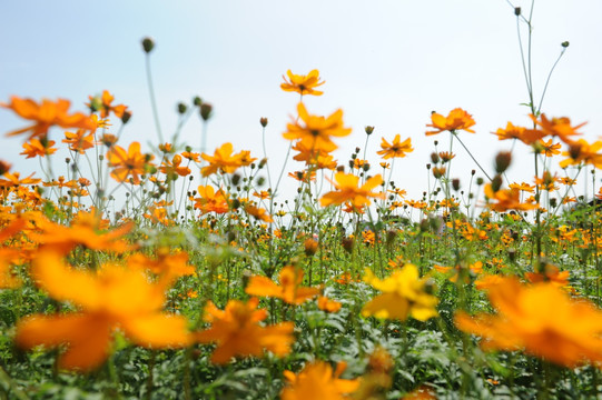 花田