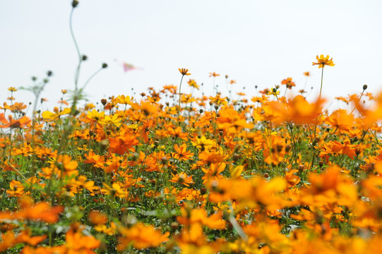 花田