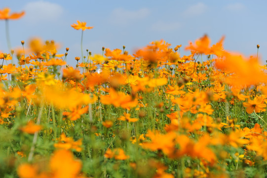 花田