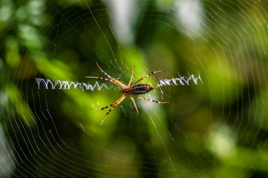 蜘蛛和网