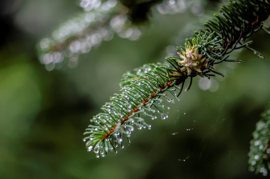 雨后的树枝