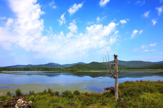 阿尔山杜鹃湖