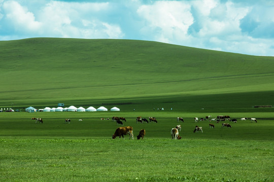 夏季呼伦贝尔草原蒙古包