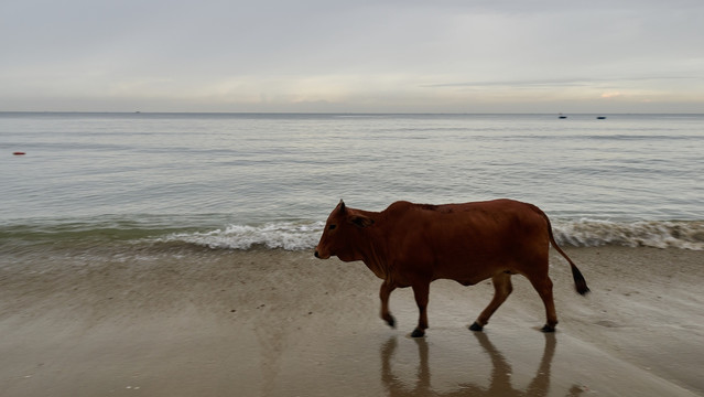 海边的牛