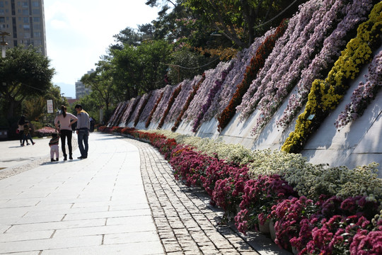 南平市菊花展