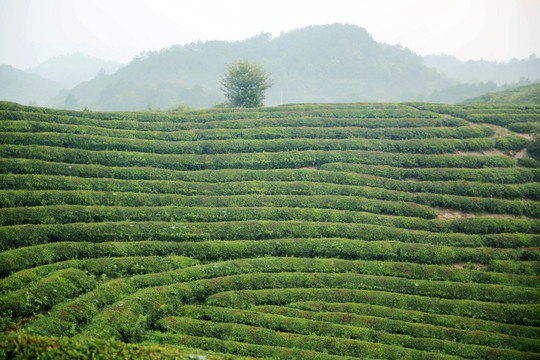 之江茶山