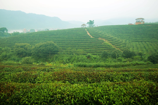 之江茶山