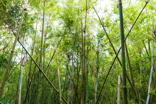 竹林背景