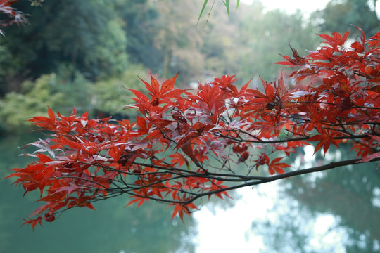 岳麓山枫叶