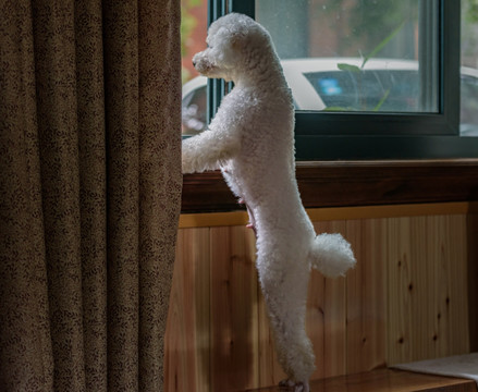 站立的白色宠物犬